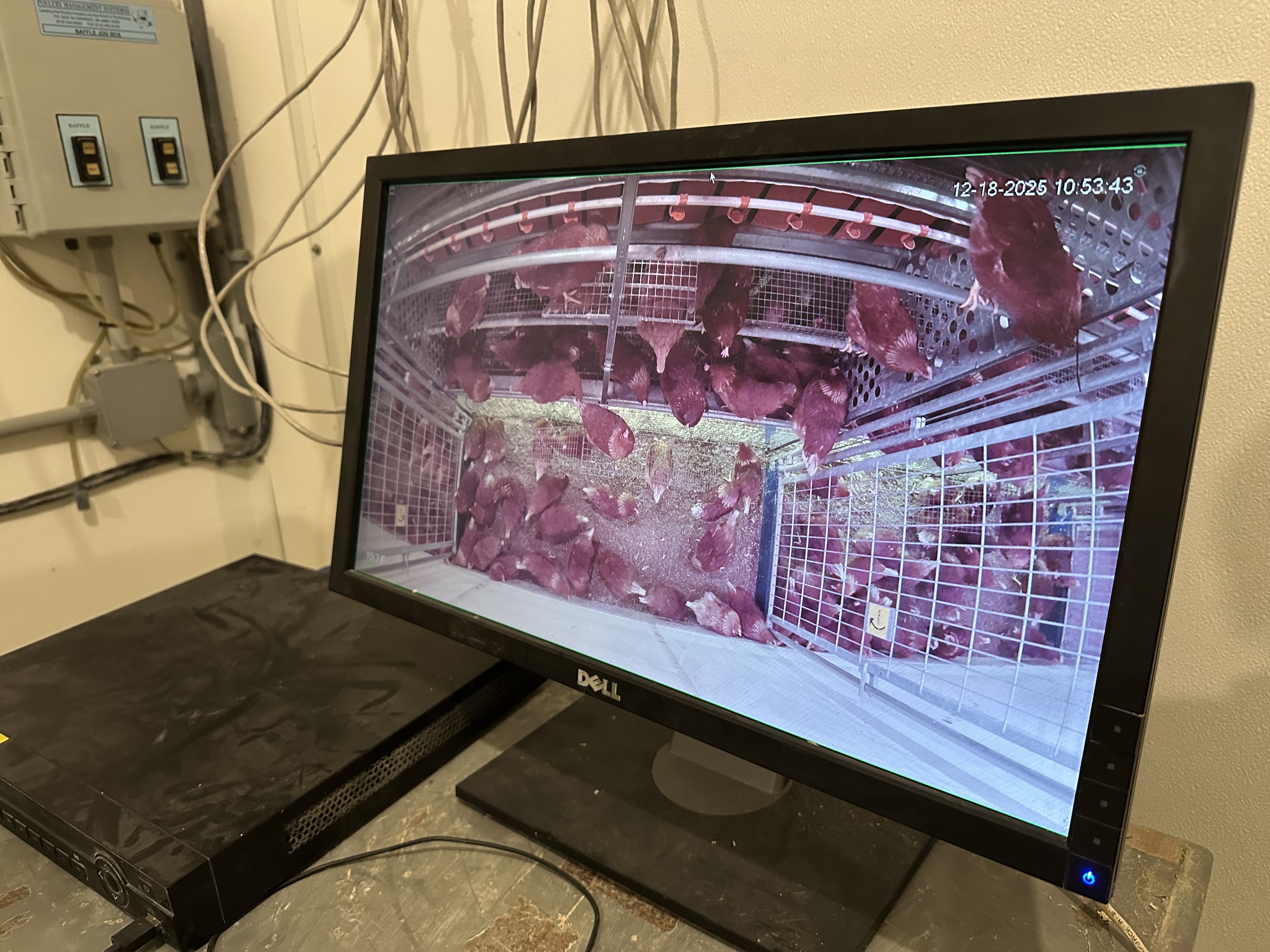 Laying hen facility 3.jpg